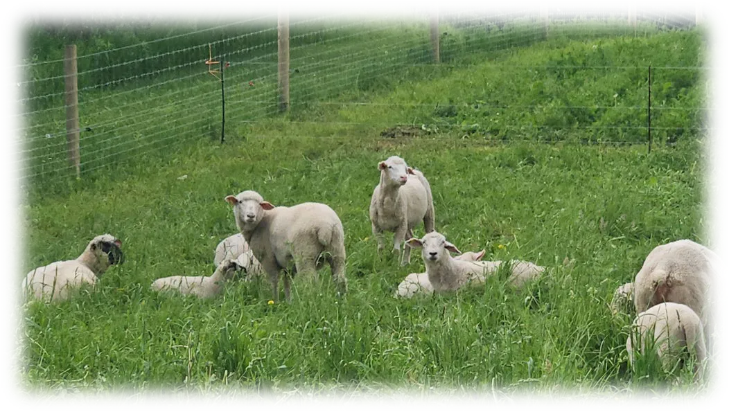 Day 4, Lumen Christi Farm, photo 5